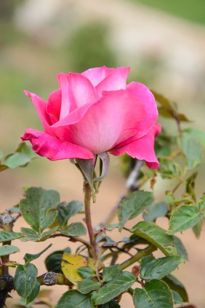 Rosa ros blommar i trädgården — Stockfoto