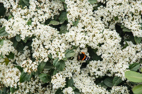 Bílý kvetoucí šeřík bush — Stock fotografie