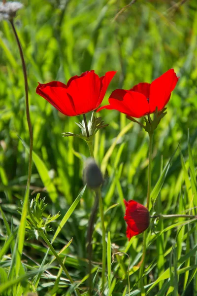 Anêmonas vermelhas florescentes — Fotografia de Stock