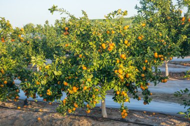 Olgun ve taze mandalina ağacı mavi gökyüzü karşı yapraklarda ile