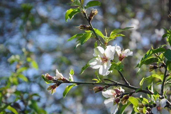 Krásné květinové pozadí s kvetoucích mandloní strom — Stock fotografie