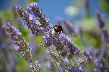 Tozlaşma sırasında yaban arısı ile ortak lavanta