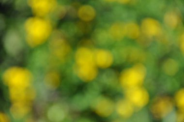 Güneşli tarlada soyut bahar bokeh renkleri.