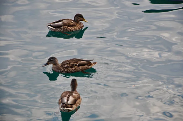 Patos Flotando Agua Azul Del Mar Adriático Cerca Patos Reales —  Fotos de Stock