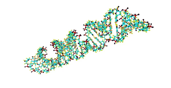 Strukturę molekularną kwasu dezoksyrybonukleinowego - Dna - na białym tle — Zdjęcie stockowe