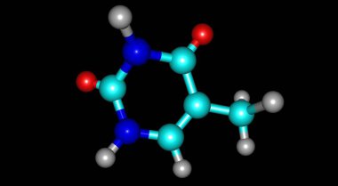Thymine, urasil bir pirimidin nükleobazıdır ve 5 konumundaki hidrojenin yerini metil bir grup alır. 3d illüstrasyon