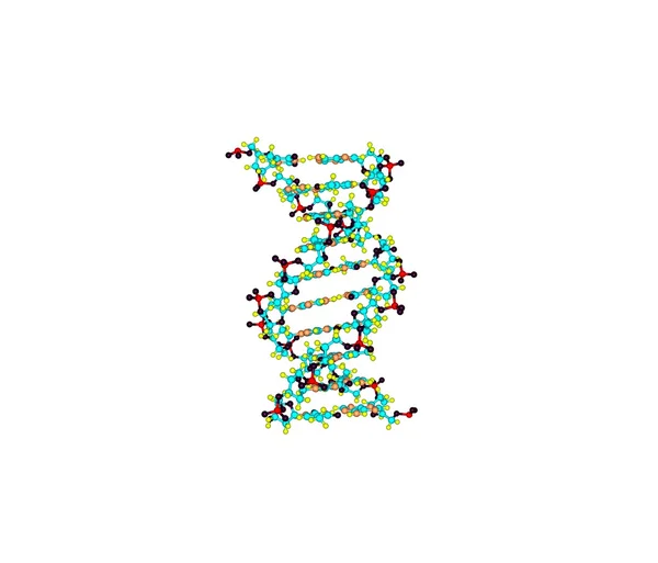 Molécula da hélice do ADN isolada no branco — Fotografia de Stock