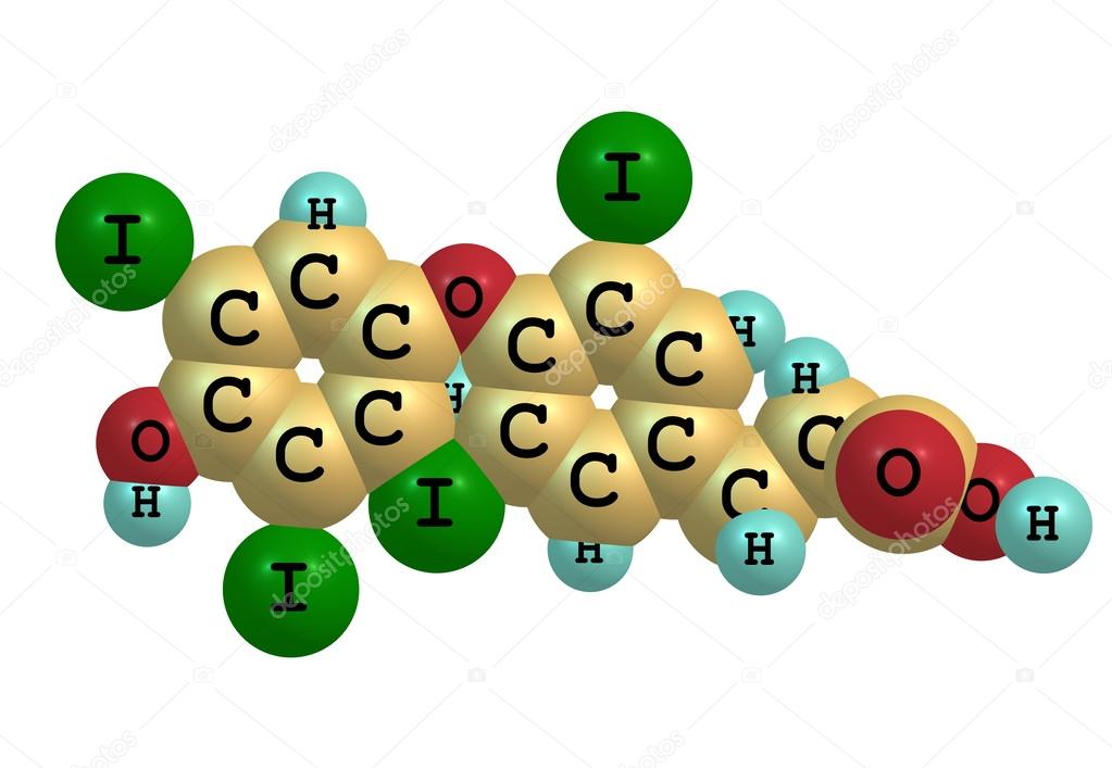 Thyroxine molecule isolated on white