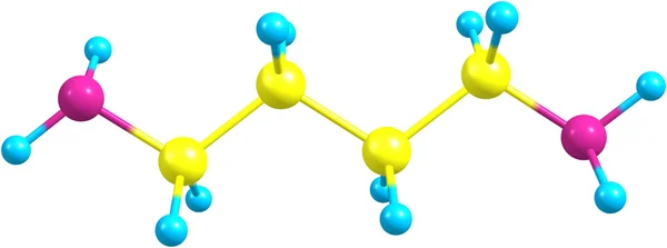 Molécula de putrescina isolada sobre branco — Fotografia de Stock
