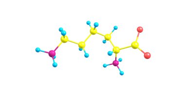 Lizin moleküler yapısı üzerinde beyaz izole