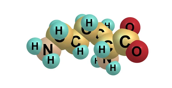 Lizin moleküler yapısı üzerinde beyaz izole — Stok fotoğraf
