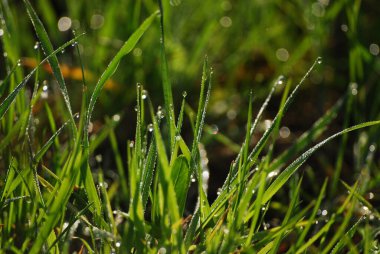 Çimlerin üzerindeki çiy tanesi