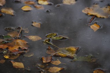 Yağmurlu bir sonbahar gününde düşen yapraklar