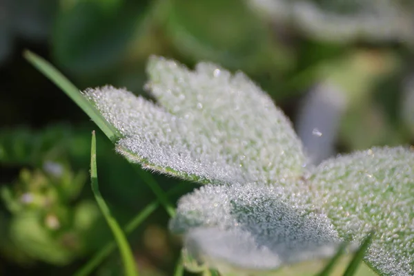 夏日阳光灿烂的清晨 树叶上的露珠 — 图库照片