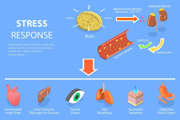 Illustration conceptuelle 3D du processus de réponse au stress par vecteur plat isométrique — Image vectorielle