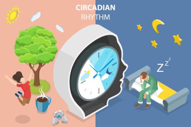 Circadian Ritminin 3 boyutlu Isometric Düz Vektör Kavramsal İllüstrasyonu