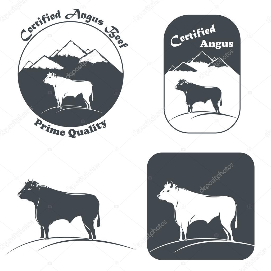 Angus Bull In White And Black.