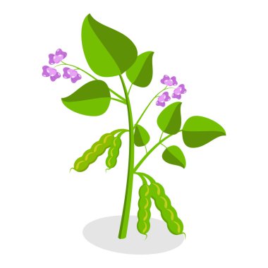 3D Isometric Düz Vektör Protein Gıda Seti, Doğrudan Doğadan taze soya fasulyesi. Madde 6