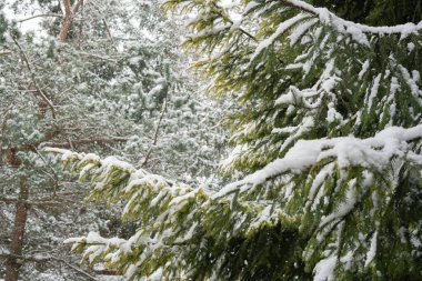 Dağların arasında karlı bir orman. Tustan. Ukrayna. Karpatlar