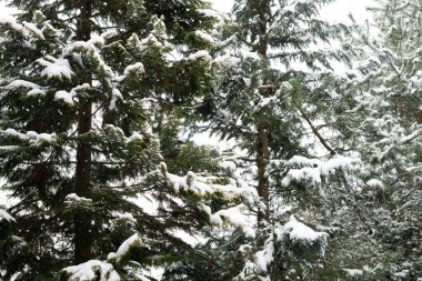 Dağların arasında karlı bir orman. Tustan. Ukrayna. Karpatlar