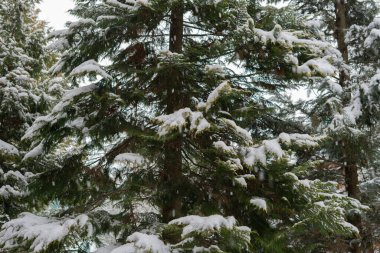 Dağların arasında karlı bir orman. Tustan. Ukrayna. Karpatlar.