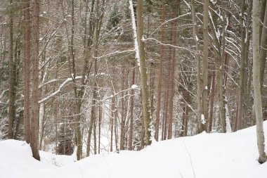 Dağların arasında karlı bir orman. Tustan. Ukrayna. Karpatlar.