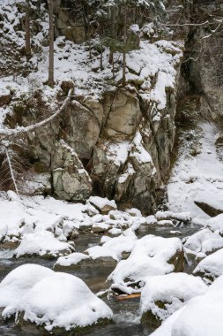Kozalaklı orman, köknar ağaçları, kışın kardaki dağ deresi.