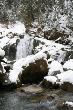 Kışın kozalaklı ormanların arasında bir dağ nehrinde şelale. Kamyanka şelalesi. Karpatlar. Ukrayna
