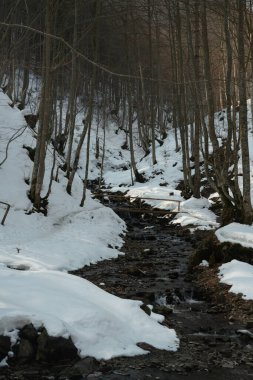 Kışın, güneşli bir günde, kozalaklı kış ormanı. Dağ dereleri, şelale ve çevresi. Karpatlar. Ukrayna