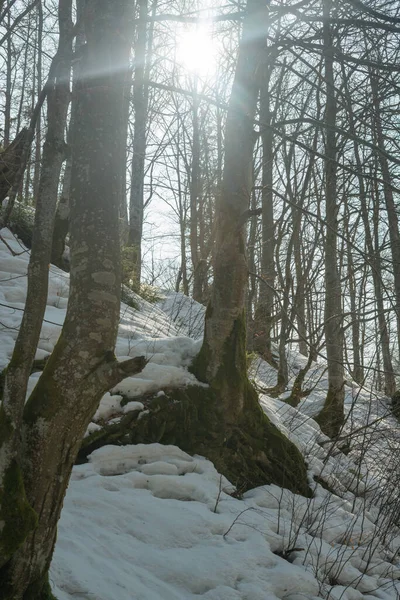 Forêt Conifères Hiver Hiver Par Une Journée Ensoleillée Carpates Ukraine — Photo