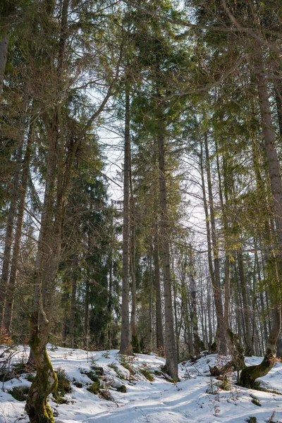 Forêt Conifères Hiver Hiver Par Une Journée Ensoleillée Carpates Ukraine — Photo