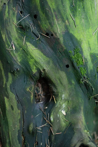 Toro Pinheiro Podre Coberto Com Musgo Verde Fundo Vintage Criativo — Fotografia de Stock