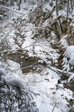 Kozalaklı orman, köknar ağaçları, kışın kardaki dağ deresi.