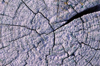 Ağacın çapraz kesimi. Leylak ahşap bir çit direğinin ucu.