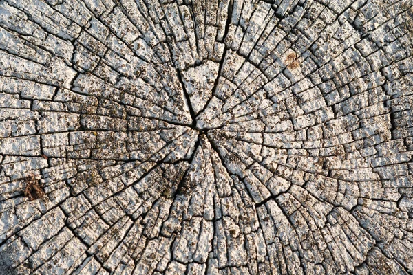 Keresztmetszet Egy Fán Kerítésoszlop Vége Szürke — Stock Fotó