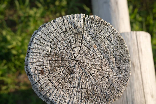 Cross section of a tree. The end of the wooden fence post is gray