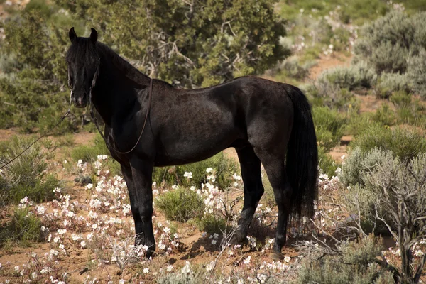 Semental negro, caballo —  Fotos de Stock