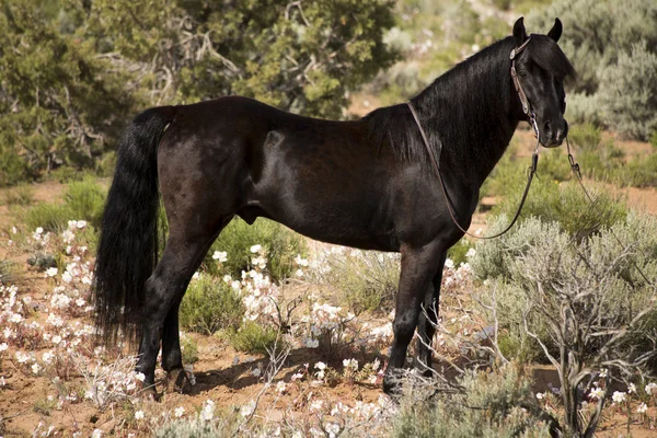 Fekete mén, ló — Stock Fotó