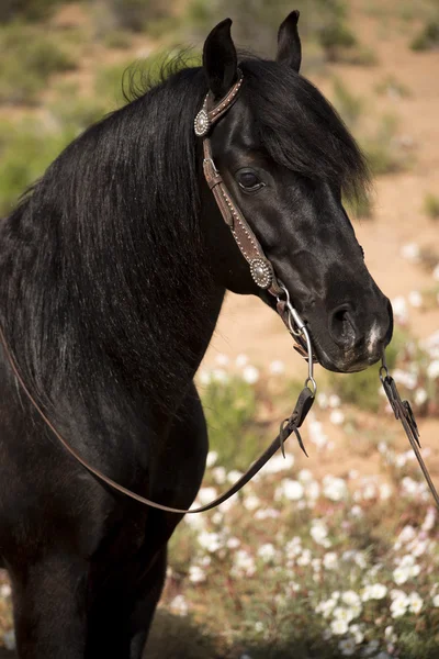 Black stallion head — Stock Photo, Image