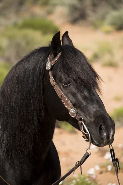 Hodet til en svart hingst med bissel – stockfoto