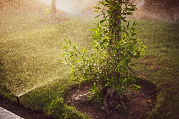 Sprinkler in garden watering the lawn. Automatic watering lawns.