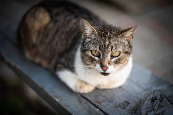 집없는 고양이 초상화 아름다운 아름다운 고양이 동물은 깊이의 — 스톡 사진