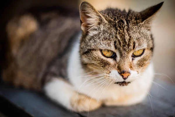 Homeless cat portrait. A beautiful cat with beauty eyes. Animals are homeless. Small depth of field.