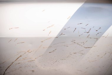 Yakın çekim dokusu beyaz bir arabanın üzerine çamur sıçratıyor.