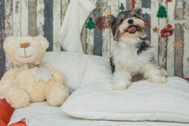 Köpek kunduzu York 'u mutlu kılar. Yeni yılın aydınlık yastığında.
