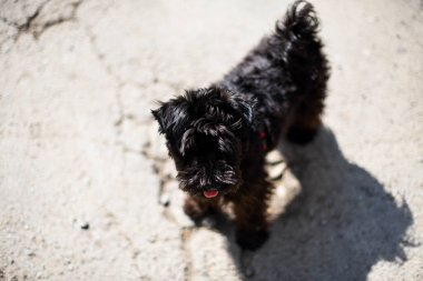 Asfaltın arka planında minyatür Schnauzer