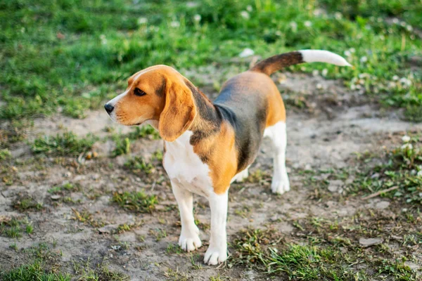 自然の緑の背景にビーグルの品種の犬を表示します — ストック写真