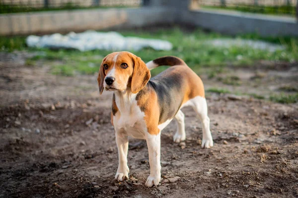 自然の緑の背景にビーグルの種の犬がいます — ストック写真