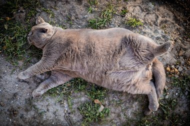 Tembel şişman bir İskoç kedisi doğal yeşil bir arka planda uyuyor. Obez, kilolu, sağlıksız kedi..