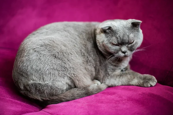 Leniwy Gruby Szkocki Kot Leży Zasypiając Domu Otyły Nadwaga Niezdrowy — Zdjęcie stockowe